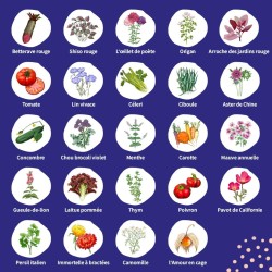 Calendrier de l'Avent des semences - graines de légumes, d'herbes aromatiques & de fleurs - 24 sachets de graines pour le jardin