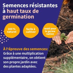 Calendrier de l'Avent des semences - graines de légumes, d'herbes aromatiques & de fleurs - 24 sachets de graines pour le jardin