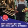 Calendrier de l'Avent des semences - graines de légumes, d'herbes aromatiques & de fleurs - 24 sachets de graines pour le jardin