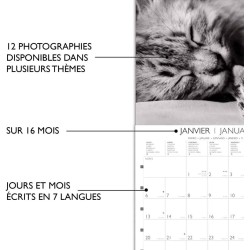 DRAEGER PARIS 1886 - Grand Calendrier Mural 2025-29x29 cm - 7 Langues - Septembre 2024 à Décembre 2025-12 Thèmes Photo - Chats N