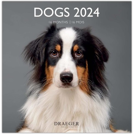 DRAEGER PARIS | Grand calendrier mural Chiens 2024 à suspendre 29x29cm |16 mois sept-23 à dec 24 | 7 langues | Calendrier bureau