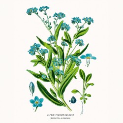NOTIQUE Calendrier mural 2026 Herbier, sans plastique, avec calendrier mensuel, calendrier brochure, 30 x 30 cm, 30 x 60 cm, ouv