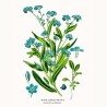 NOTIQUE Calendrier mural 2026 Herbier, sans plastique, avec calendrier mensuel, calendrier brochure, 30 x 30 cm, 30 x 60 cm, ouv