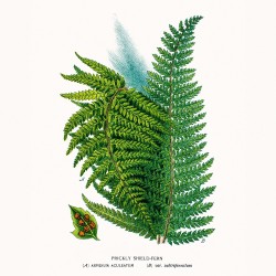 NOTIQUE Calendrier mural 2026 Herbier, sans plastique, avec calendrier mensuel, calendrier brochure, 30 x 30 cm, 30 x 60 cm, ouv