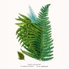 NOTIQUE Calendrier mural 2026 Herbier, sans plastique, avec calendrier mensuel, calendrier brochure, 30 x 30 cm, 30 x 60 cm, ouv