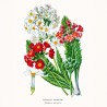 NOTIQUE Calendrier mural 2026 Herbier, sans plastique, avec calendrier mensuel, calendrier brochure, 30 x 30 cm, 30 x 60 cm, ouv