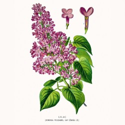 NOTIQUE Calendrier mural 2026 Herbier, sans plastique, avec calendrier mensuel, calendrier brochure, 30 x 30 cm, 30 x 60 cm, ouv