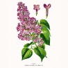 NOTIQUE Calendrier mural 2026 Herbier, sans plastique, avec calendrier mensuel, calendrier brochure, 30 x 30 cm, 30 x 60 cm, ouv