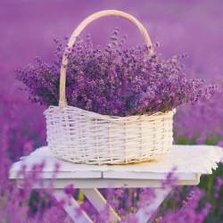 NOTIQUE Calendrier mural 2026 Provence - Avec brochures mensuelles - 30 x 30 cm (30 x 60 cm ouvert)