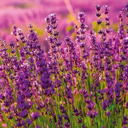 NOTIQUE Calendrier mural 2026 Provence - Avec brochures mensuelles - 30 x 30 cm (30 x 60 cm ouvert)