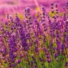 NOTIQUE Calendrier mural 2026 Provence - Avec brochures mensuelles - 30 x 30 cm (30 x 60 cm ouvert)