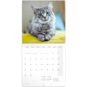 NOTIQUE Calendrier mural 2026 - Calendrier brochure avec calendrier mensuel - Motif chats - 30 x 30 cm (30 x 60 cm) ouvert
