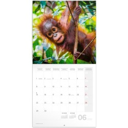 NOTIQUE Calendrier mural 2026 avec brochures pour bébés animaux, calendrier mensuel, 30 x 30 cm, 30 x 60 cm, ouvert