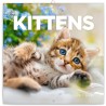 NOTIQUE Calendrier mural 2026 avec brochures de chatons - Calendrier mensuel - 30 x 30 cm (30 x 60 cm ouvert)