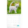 NOTIQUE Calendrier mural 2026 avec brochures de chatons - Calendrier mensuel - 30 x 30 cm (30 x 60 cm ouvert)