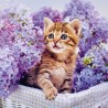 NOTIQUE Calendrier mural 2026 avec brochures de chatons - Calendrier mensuel - 30 x 30 cm (30 x 60 cm ouvert)