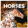NOTIQUE Calendrier mural 2026 - Motif chevaux - Avec calendrier mensuel - 30 x 30 cm (30 x 60 cm) ouvert