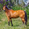 NOTIQUE Calendrier mural 2026 - Motif chevaux - Avec calendrier mensuel - 30 x 30 cm (30 x 60 cm) ouvert