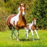 NOTIQUE Calendrier mural 2026 - Motif chevaux - Avec calendrier mensuel - 30 x 30 cm (30 x 60 cm) ouvert