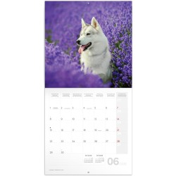 NOTIQUE Calendrier mural 2026 - Motif chiens - Avec brochures mensuelles - 30 x 30 cm (30 x 60 cm) ouvert
