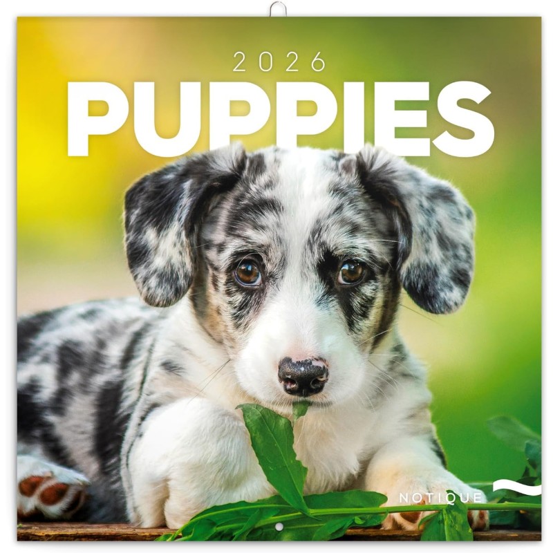 NOTIQUE Calendrier mural 2026 chiots - Calendrier brochure avec calendrier mensuel - 30 x 30 cm (30 x 60 cm ouvert)