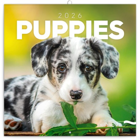 NOTIQUE Calendrier mural 2026 chiots - Calendrier brochure avec calendrier mensuel - 30 x 30 cm (30 x 60 cm ouvert)