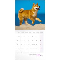 NOTIQUE Calendrier mural 2026 chiots - Calendrier brochure avec calendrier mensuel - 30 x 30 cm (30 x 60 cm ouvert)