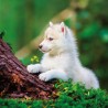 NOTIQUE Calendrier mural 2026 chiots - Calendrier brochure avec calendrier mensuel - 30 x 30 cm (30 x 60 cm ouvert)