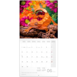 NOTIQUE Calendrier mural 2026 avec brochures de lézards - Calendrier mensuel - 30 x 30 cm (30 x 60 cm ouvert)