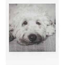 Polaroid Film N&B pour 600