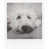 Polaroid Film N&B pour 600