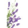 Aquafloow Déshumidificateur 400 ml, Réduit l'humidité de l'air, 6 Pièces LAVENDER | Neutraliseur d'odeurs, Absorbeur d'humidité 