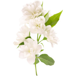 Aquafloow Déshumidificateur 400 ml, Réduit l'humidité de l'air, 6 Pièces JASMINE | Neutraliseur d'odeurs, Absorbeur d'humidité p