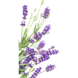 Aquafloow Déshumidificateur 400 ml, Réduit l'humidité de l'air, 3 Pièces LAVENDER | Neutraliseur d'odeurs, Absorbeur d'humidité 