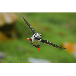 Sony Alpha 6700 | Appareil Photo Hybride APS-C - Kit avec Objectif E 18-135mm F3.5-5.6 OSS +Sony SEL-1655G Objectif Monture E AP