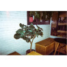 Amber Spark Caméra à Film jetable 35 mm 27exp, Film négatif Couleur, sans Mise au Point, Facile à Utiliser, Flash intégré (Film 